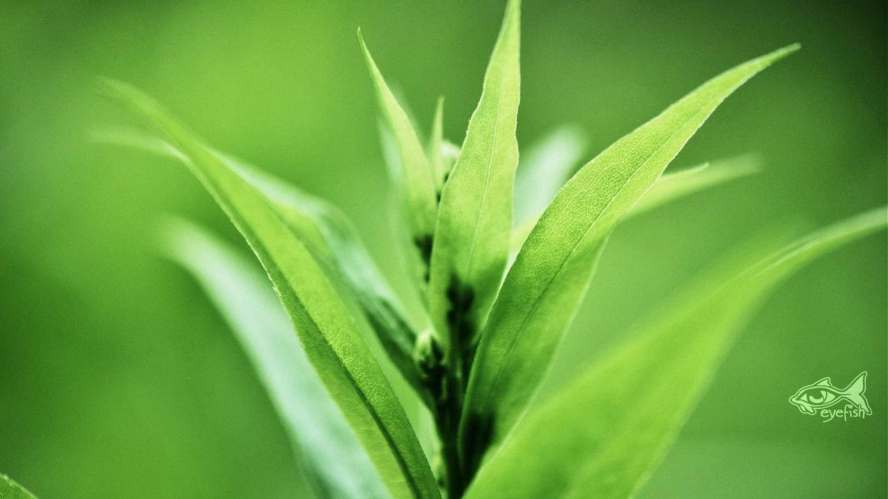 快手点赞平台真人下单24小时,qq免费空间说说赞网址,网站24小时自助下单